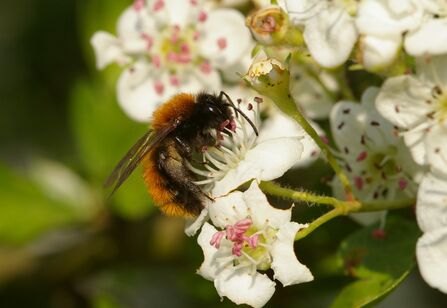tawny mining bee