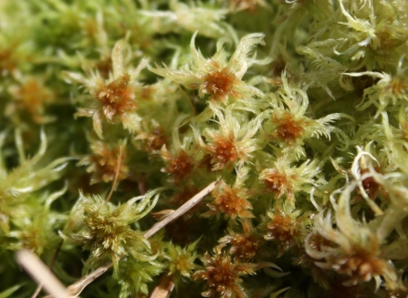 A species of carbon-capturing sphagnum moss on Winmarleigh Moss in Lancashire