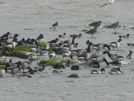 A group of pale-bellied Brent geese feeding off Red Nab in Heysham harbour