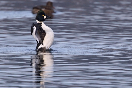 A male goldeneye displaying during a courtship ritual at Brockholes Nature Reserve in Lancashire