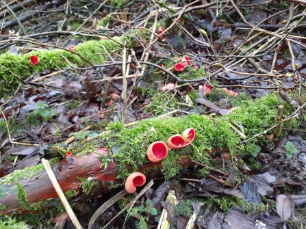 Scarlet elf cup fungus growing on dead wood at Summerseat Nature Reserve