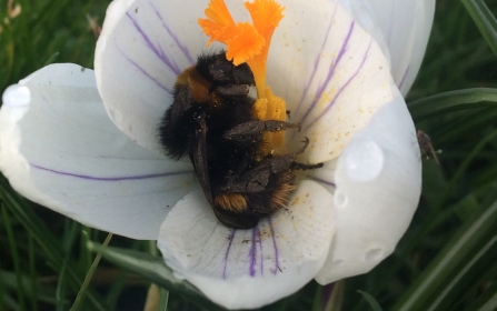 Bombus terrestris