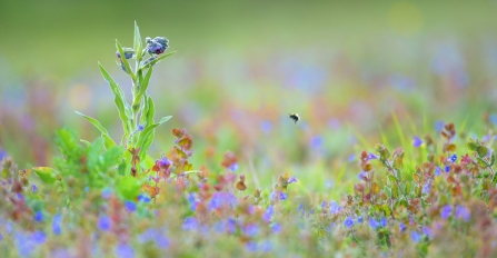 bumblee bee in a meadow