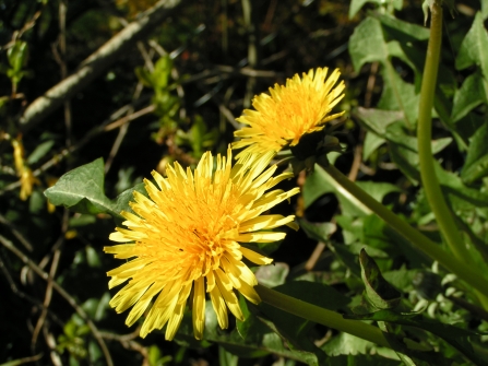 Dandelion