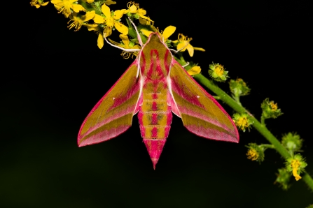 A pink and green elephant hawkmoth resting on yellow flowers at night