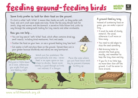 Ground feeding birds