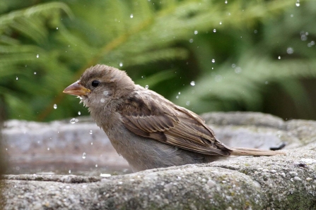 bird bathing
