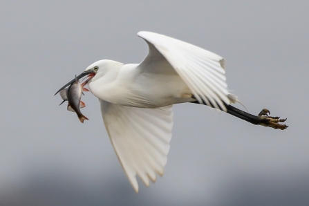 Little Egret with Fish - Lunt Meadows