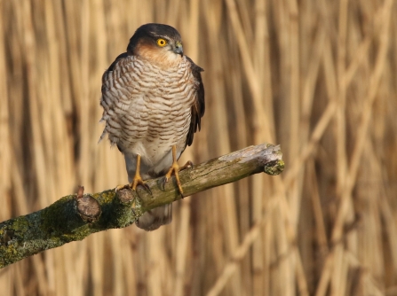 Menacing Sparrow Hawk 