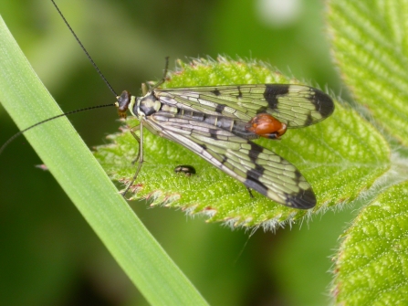 Scorpion fly