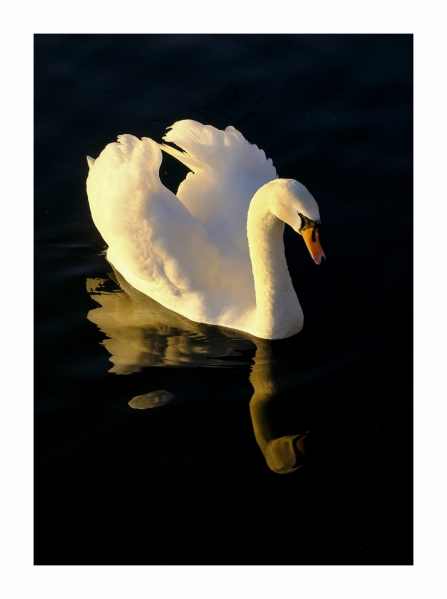 Winter Sun Reflection