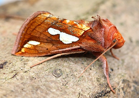 A Lempke's gold spot moth resting on stone