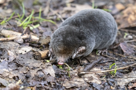 A mole above ground at Brockholes nature reserve after floods