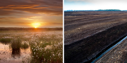 The comparison between a healthy peat bog and one destroyed by peat extraction