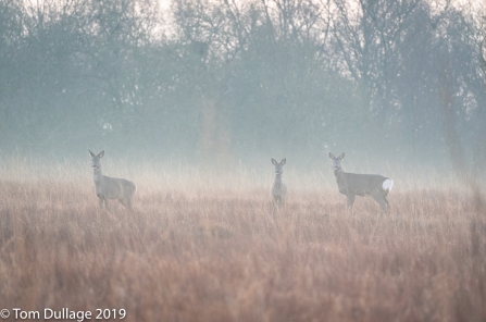 A group of roe deer standing in the mist at Heysham Moss nature reserve
