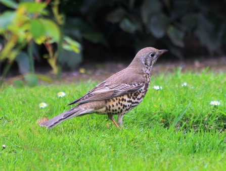 A mistle thrush standing on grass in a garden with its head cocked