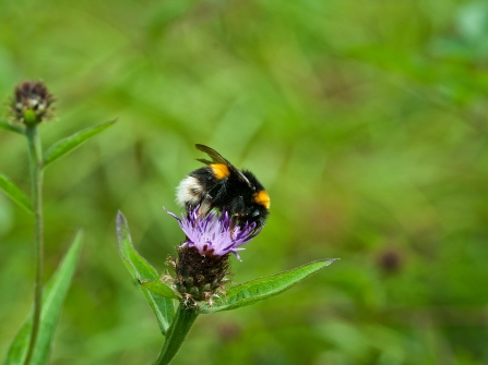 A white-tailed bumblebee feeding from a purple thistle-like plant