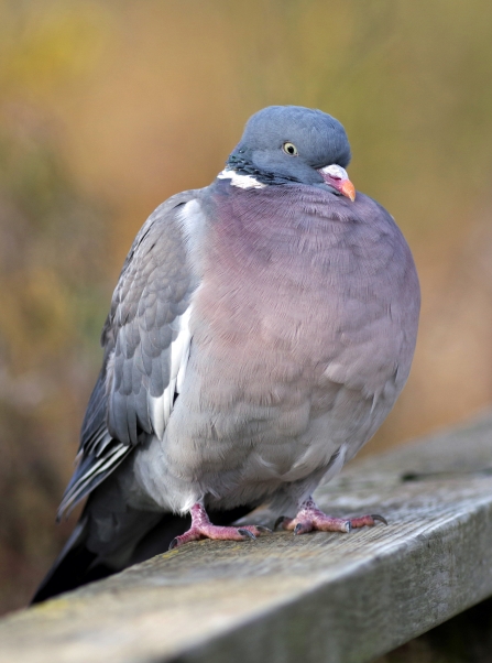 Wood pidgeon by Gillian Day