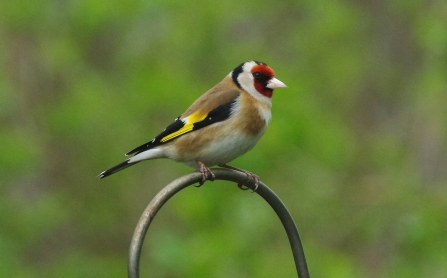 Goldfinch by Gillian Day