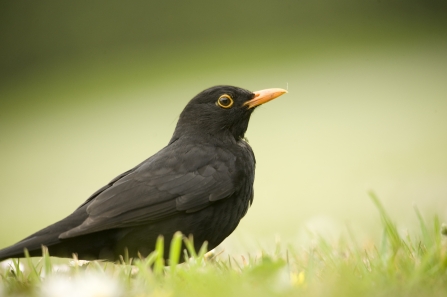Blackbird by Amy Lewis