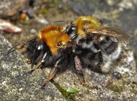 Tree bumblebee (Bombus hypnorum)
