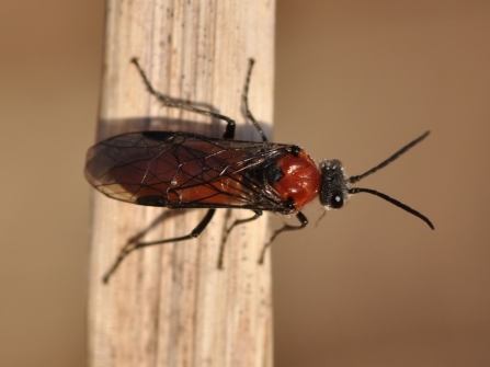 The brown and black sawfly species, Dolerus madidus, resting on a brown stem