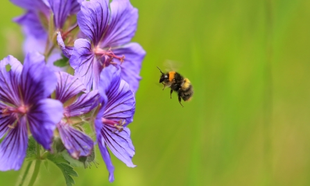 An early bumblebee flying towards purple flowerheads