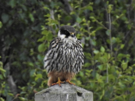 A hobby perching on a fencepost