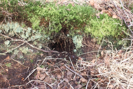 A water vole burrow on Winmarleigh & Cockerham Moss near Garstang