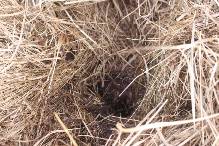 An entrance hole to a water vole burrow in the grass at Winmarleigh Moss nature reserve