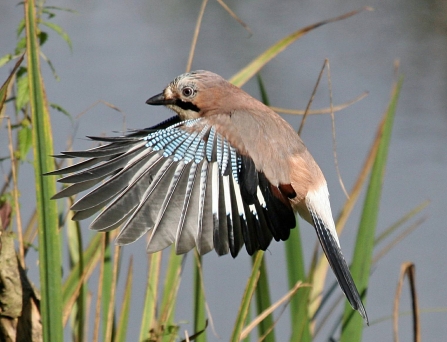 Jay - Mere Sands Wood