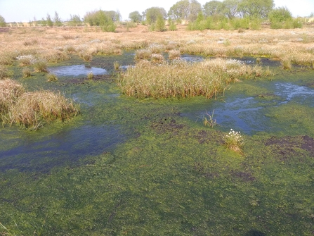 Little Woolden Moss showing sphagnum moss pools and tussocks of cotton-grass