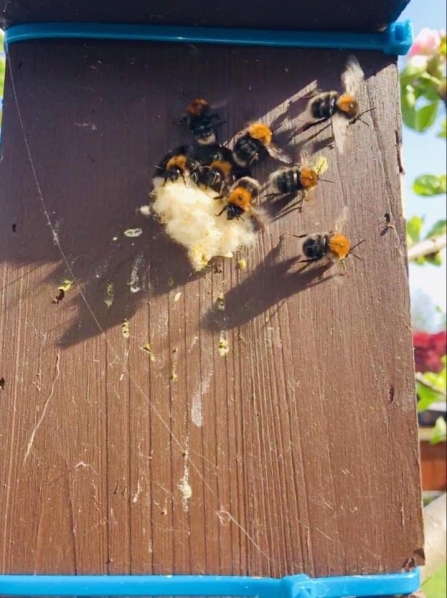 Nesting tree bumblebee colony (Bombus hypnorum) 