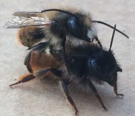 red mason bee (Osmia bicornis) male and female by Karen McCartney