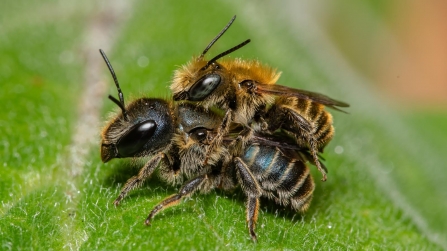 blue mason bee (Osmia caerulescens) male and female by Ian Gillen