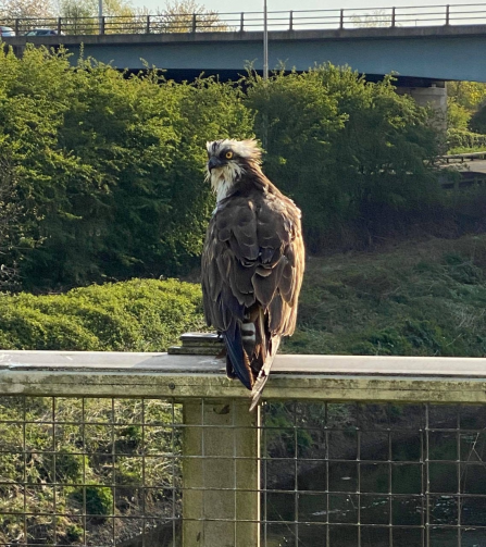 An osprey looking back over its shoulder as it perches on a bridge over the River Ribble