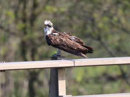 An osprey perched on a motorway bridge over the River Ribble in Preston