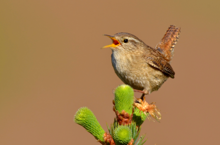 Wren by Andy Rouse/2020VISION