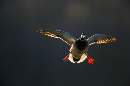 Male mallard duck by Andrew Parkinson/2020VISION