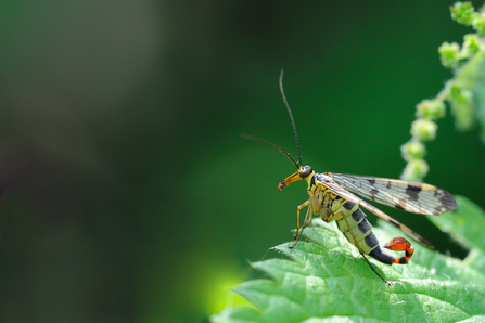 A male scorpion fly sitting on a green leaf