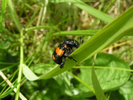 A species of orange and black-striped sexton beetle crawling up a grass stem