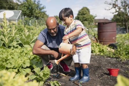 A young boy watering plants on an allotment with his father