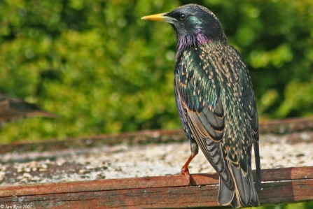 Starling by Ian Rose