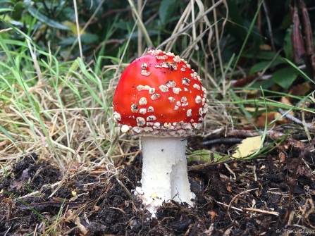 A bright red fly agaric mushroom with white bumps on its parasol