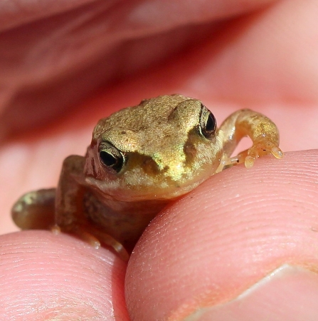 A young froglet with golden eyes sitting on someone's fingers