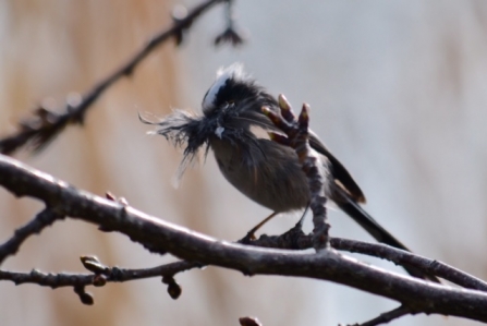 Long-tailed tit perched on a twig with nest material in its beak