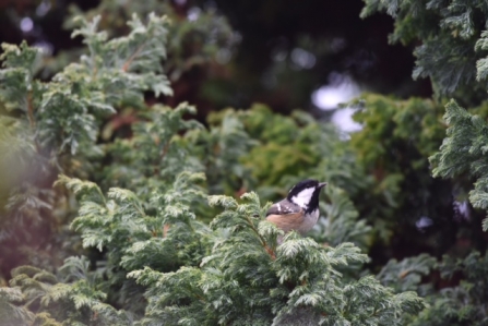 A coal tit perched amongst tree leaves