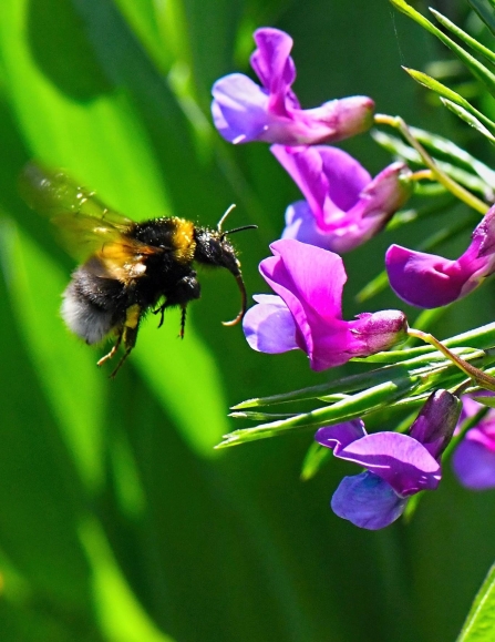 Bombus hortorum