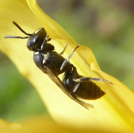 Hylaeus hyalinatus (female)