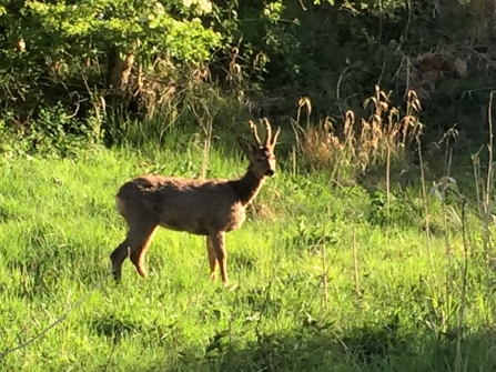 A roe deer buck standing in grassland in the sunshine